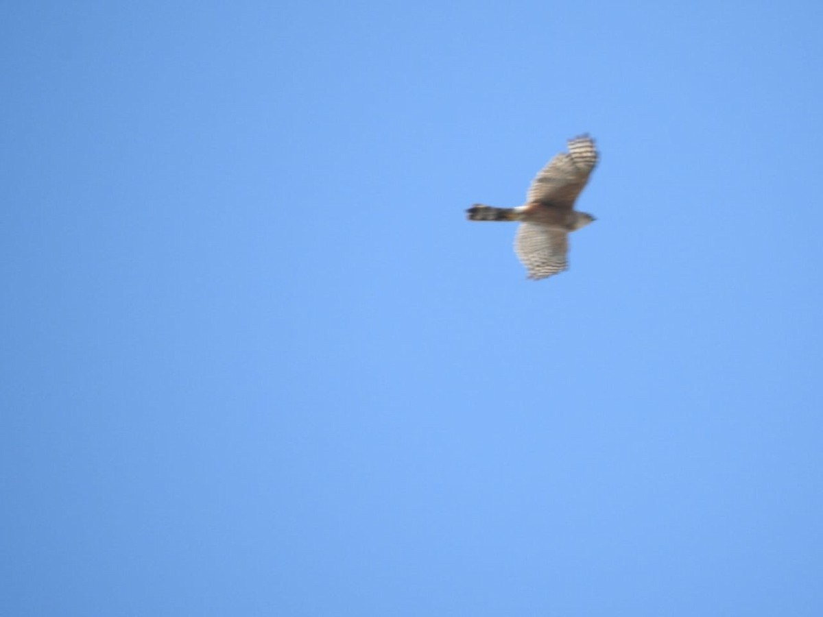 Cooper's Hawk - ML595271671