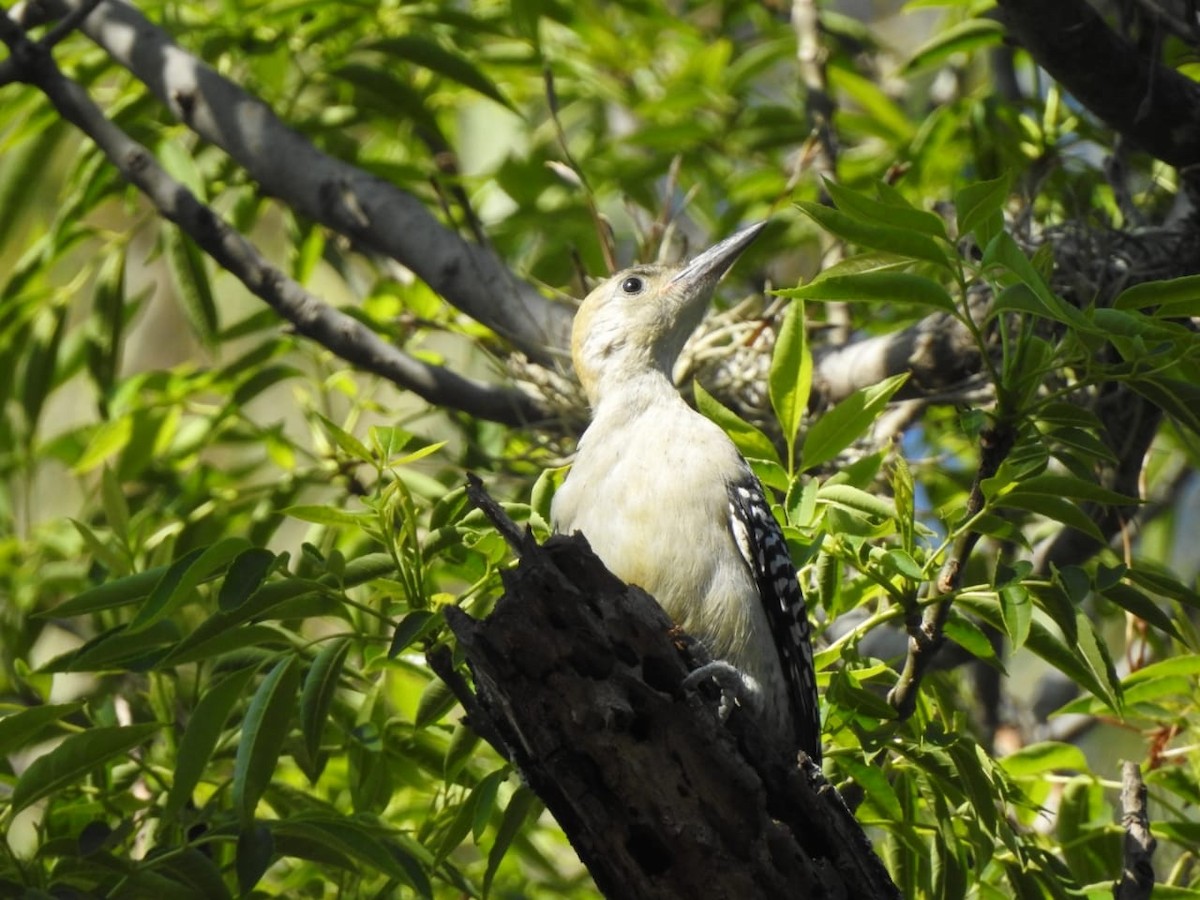 Golden-fronted Woodpecker - ML595271771