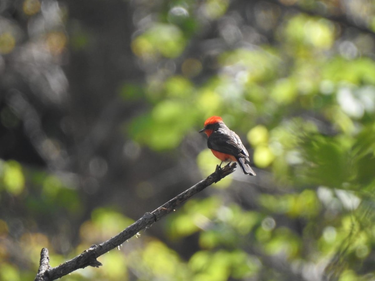 Vermilion Flycatcher - ML595271821