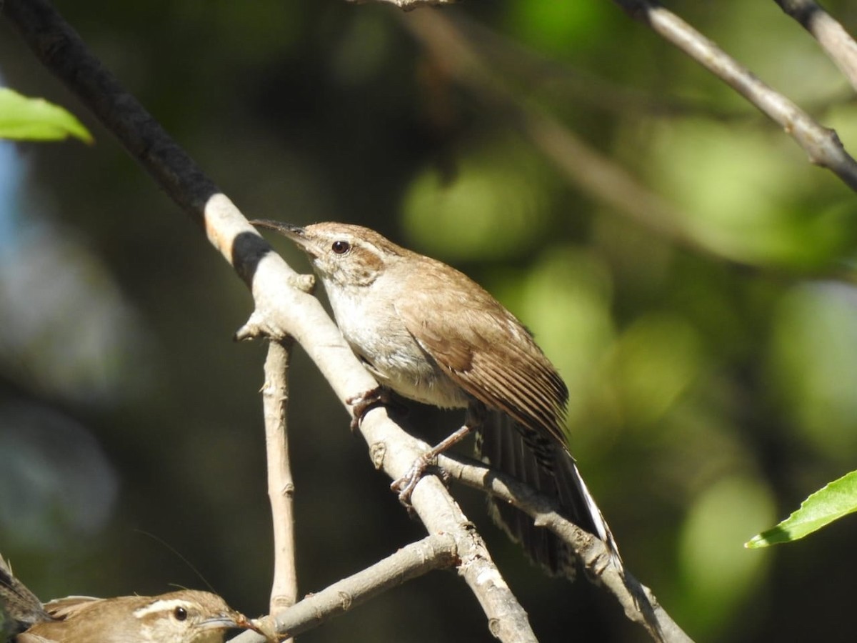 Bewick's Wren - ML595271901