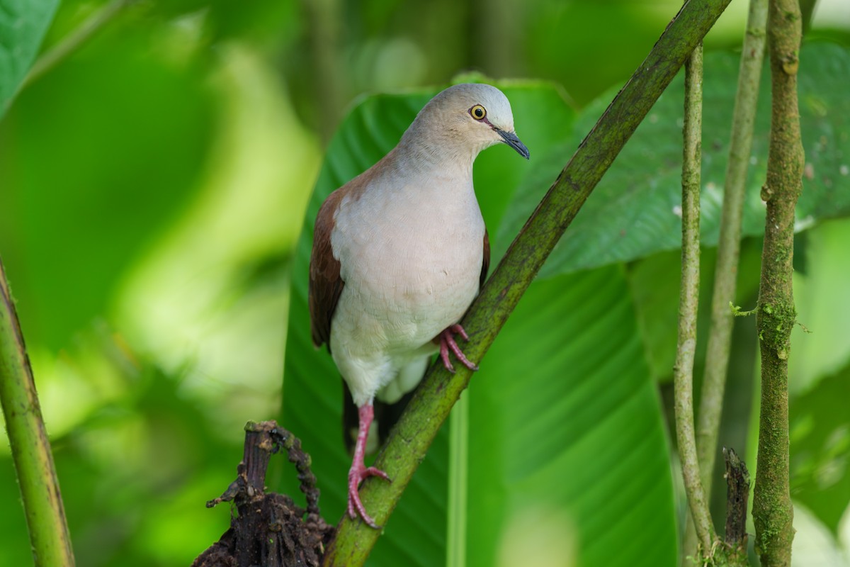 Pallid Dove - Jeff Hapeman