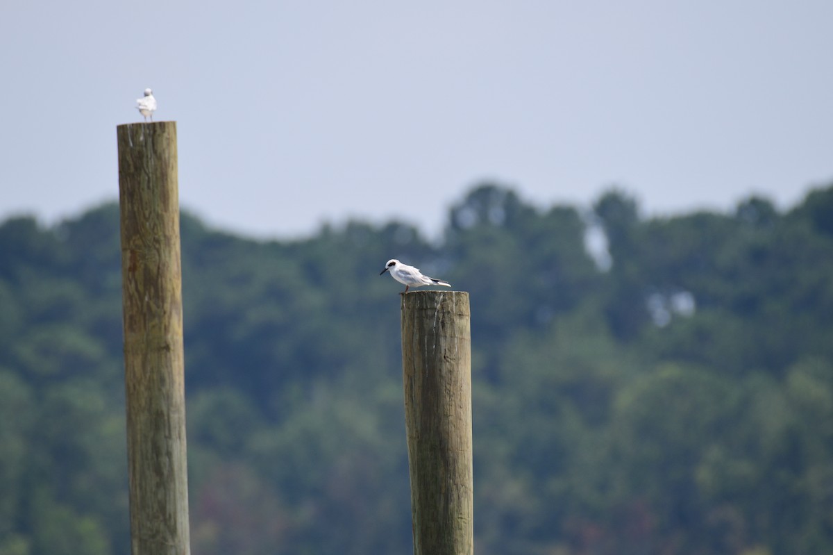 Forster's Tern - ML595273431