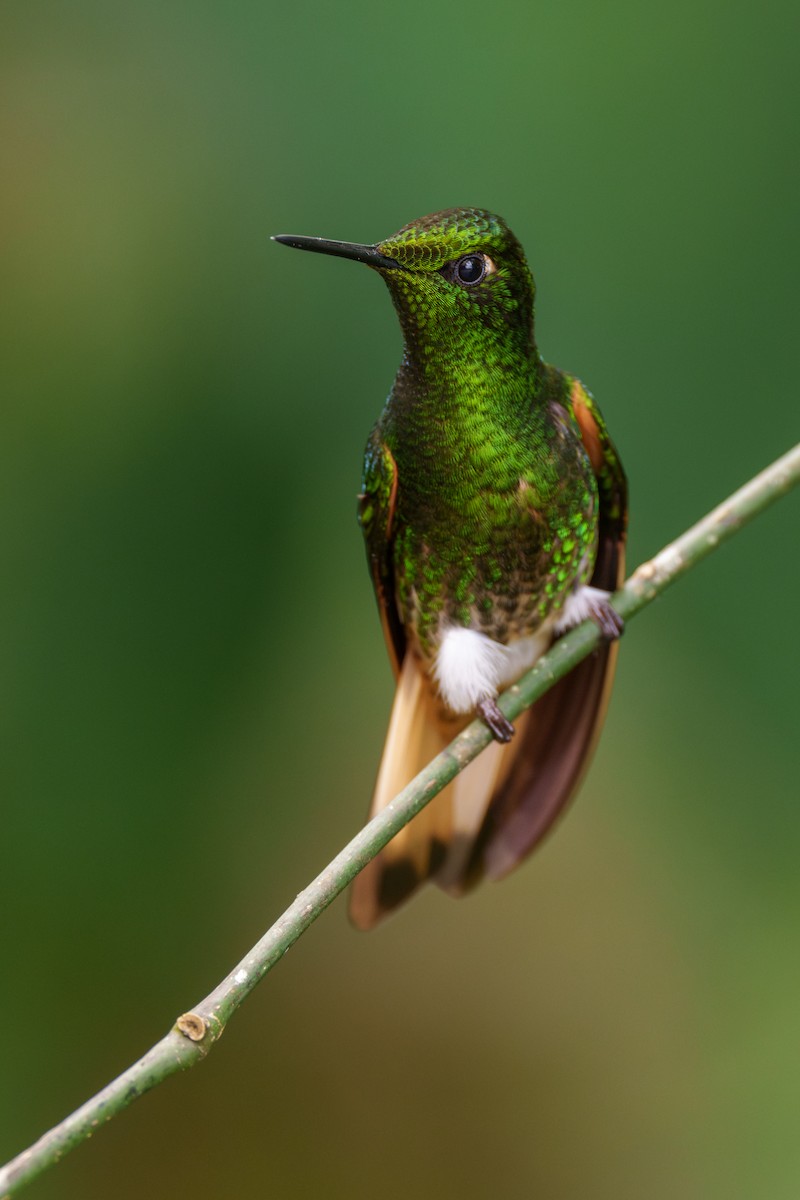 Buff-tailed Coronet - ML595273491