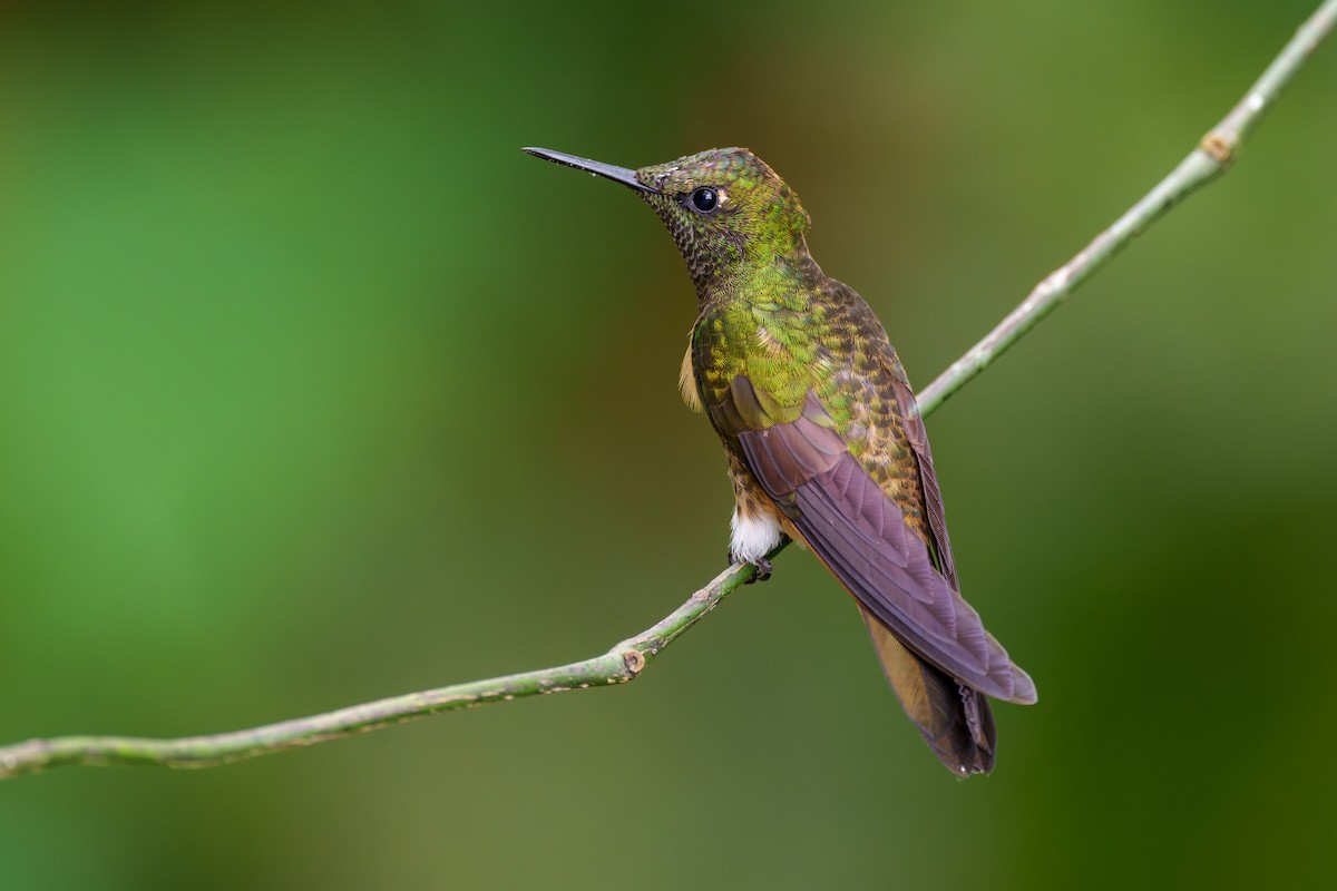 Buff-tailed Coronet - ML595273501