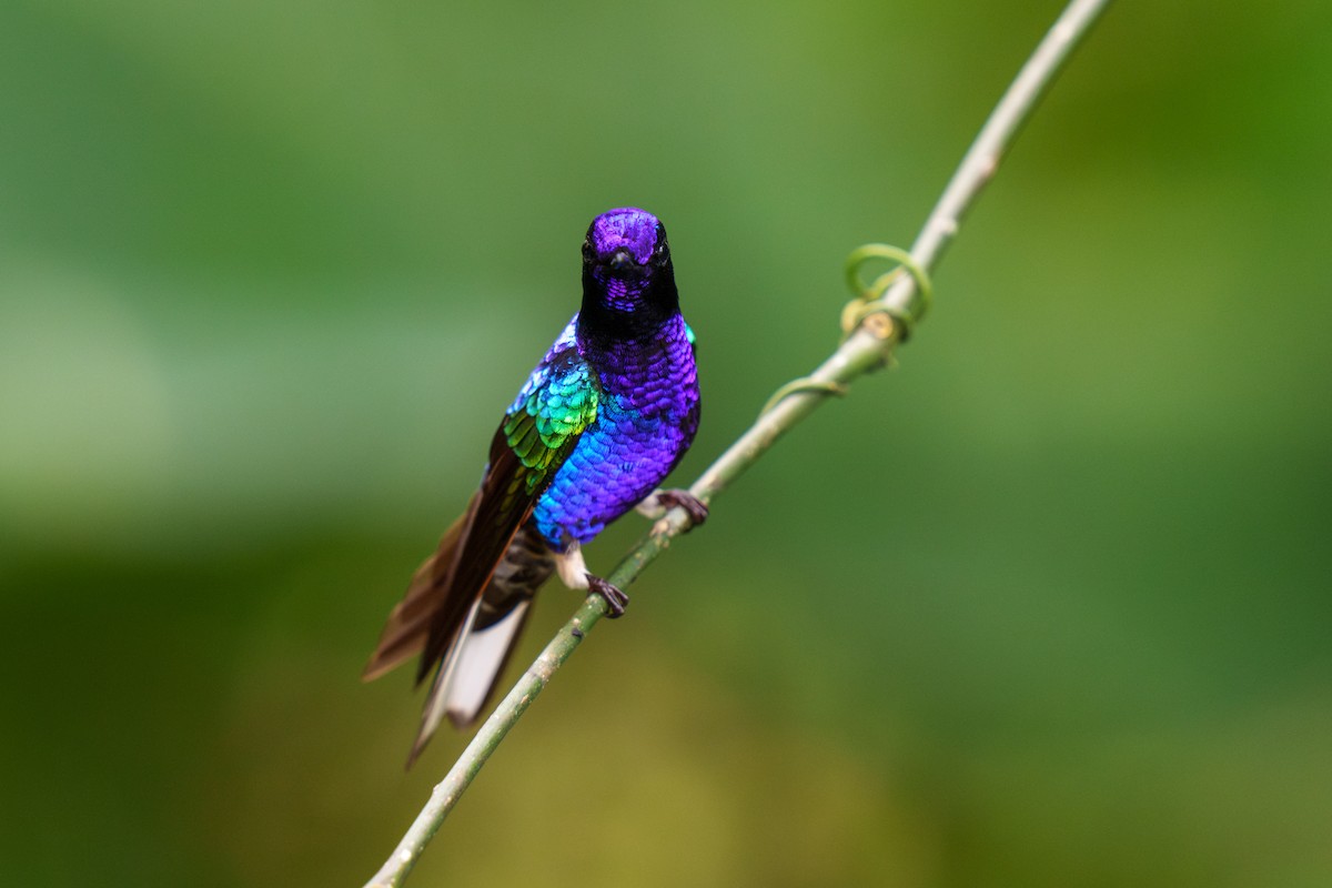 Velvet-purple Coronet - Jeff Hapeman