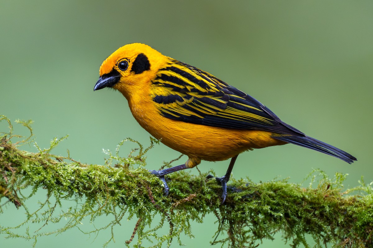 Golden Tanager - Jeff Hapeman