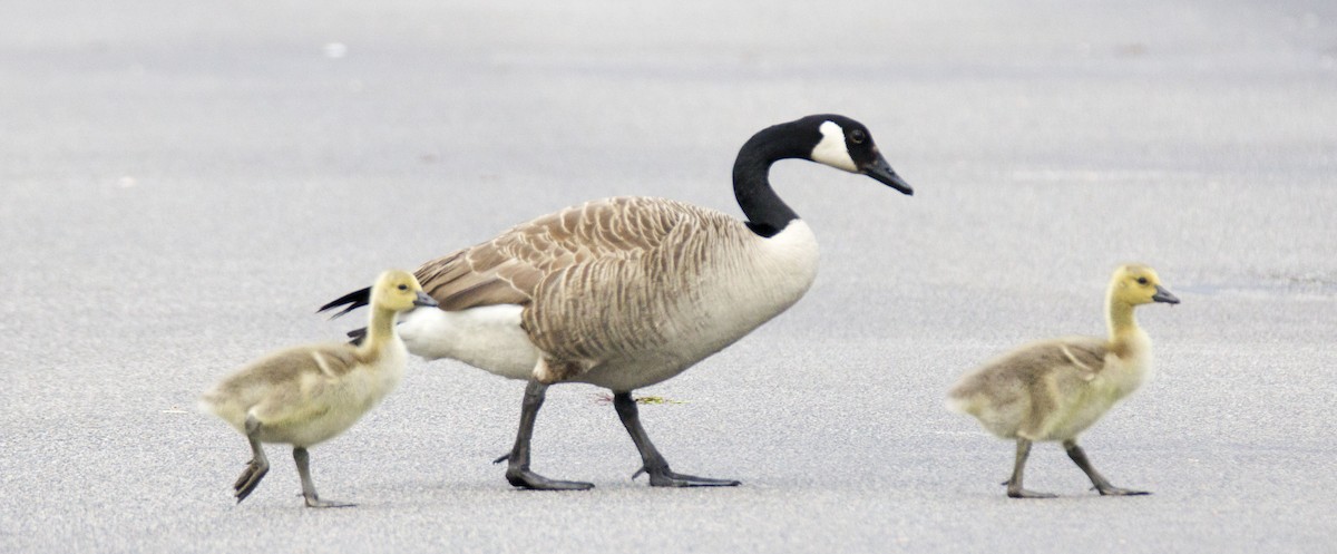 Canada Goose - ML59527411