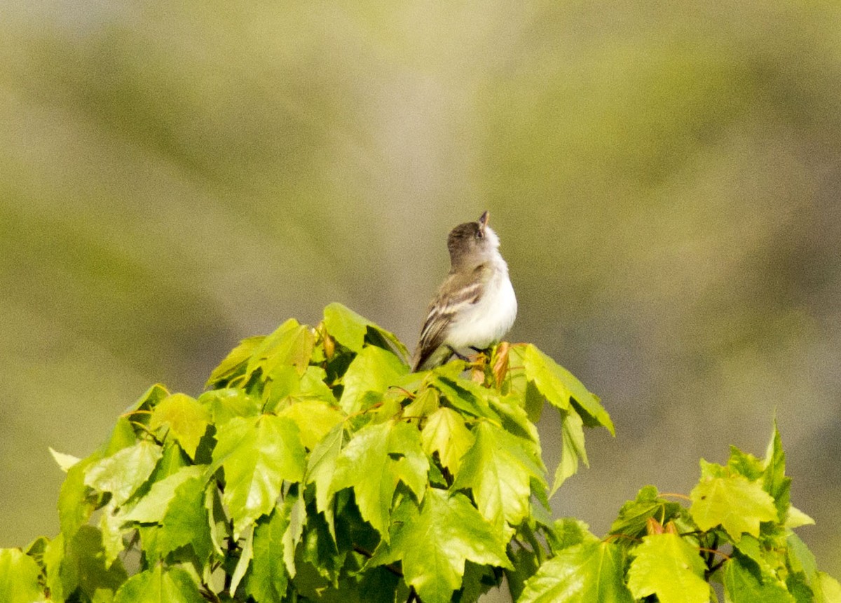 Willow Flycatcher - ML59527491