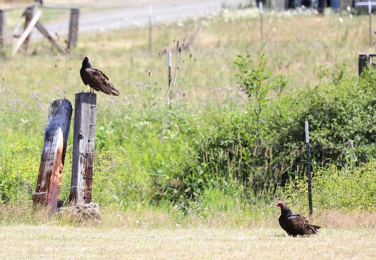 Turkey Vulture - ML595275521