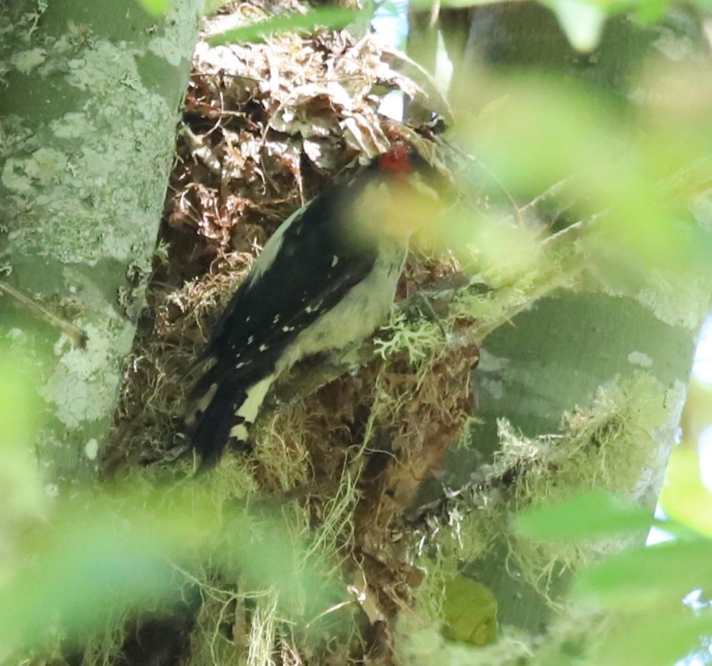 Downy Woodpecker - ML595275581