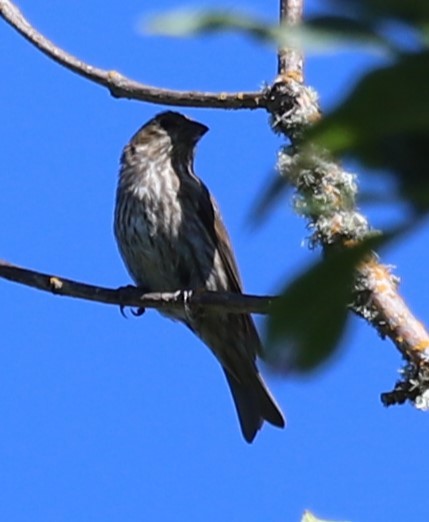 House Finch - Grace Thornton