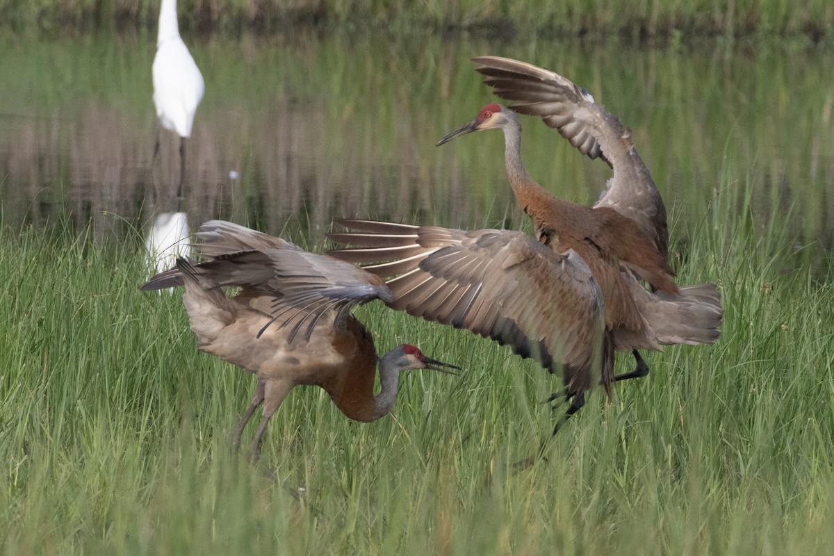 Sandhill Crane - David Brown