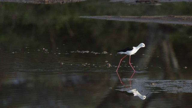 Black-winged Stilt - ML595278971