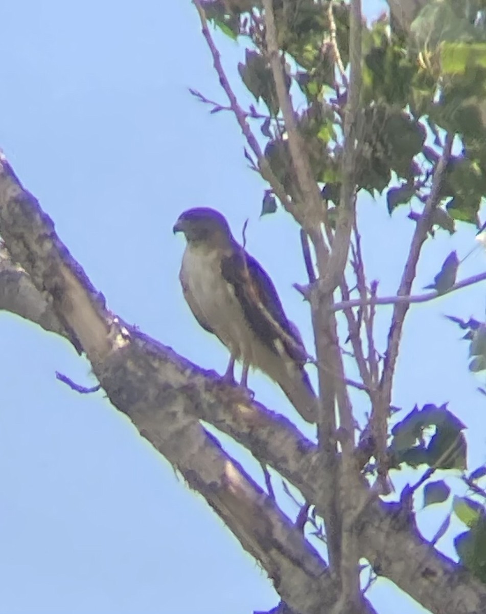 Red-tailed Hawk - ML595279501