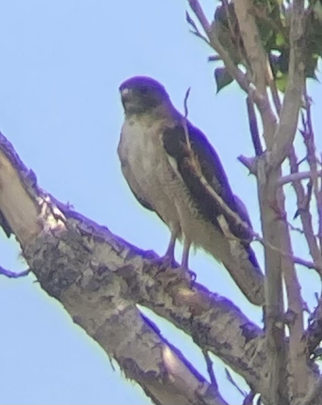 Red-tailed Hawk - ML595279511