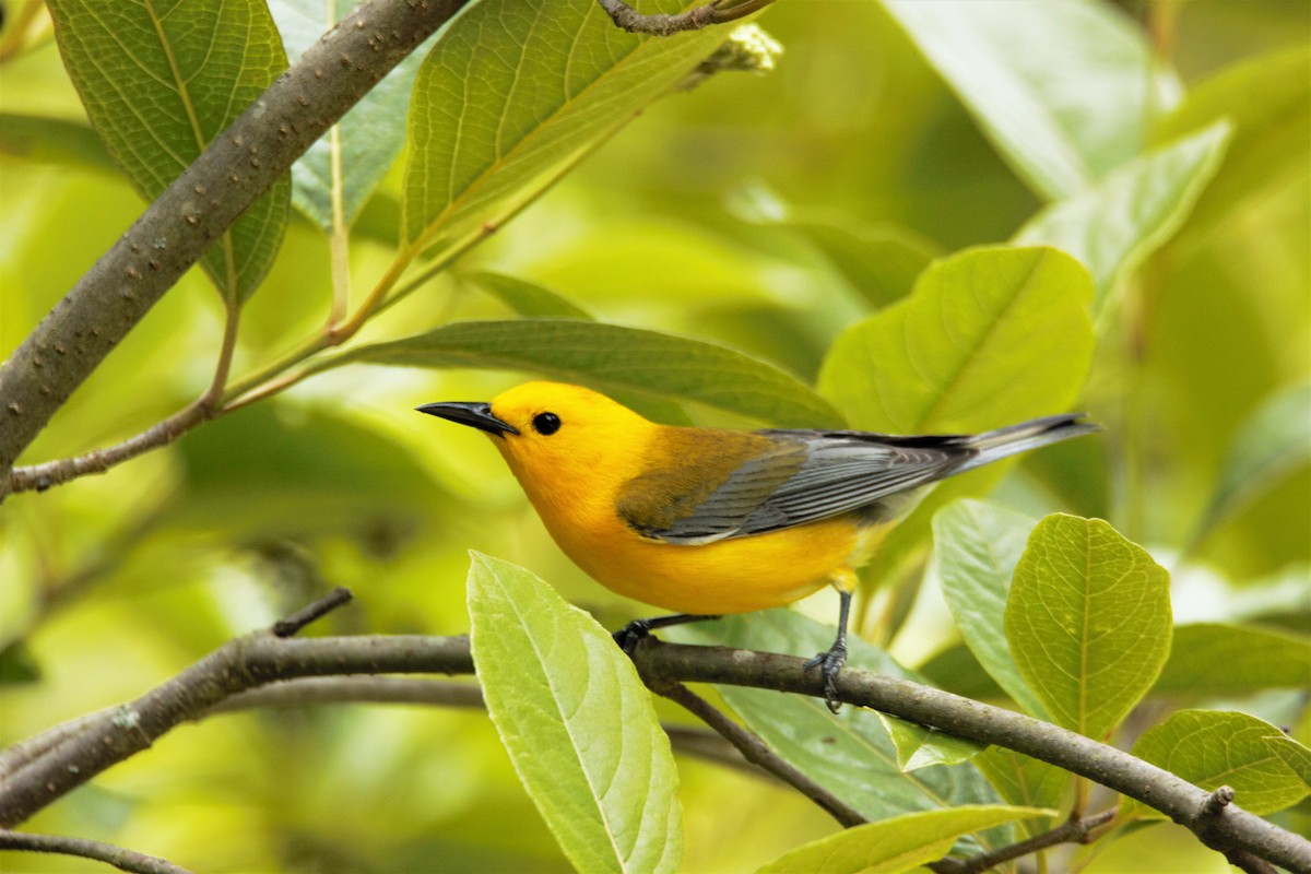 Prothonotary Warbler - ML59527961