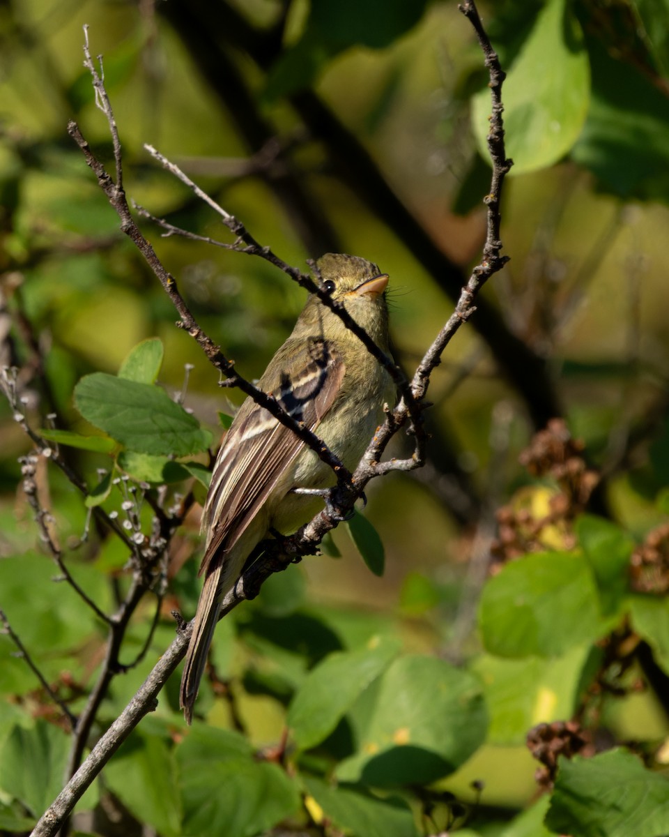Western Flycatcher (Pacific-slope) - Phil Bartley