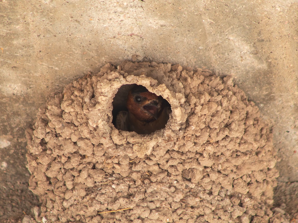 Golondrina Risquera (melanogaster) - ML595279811