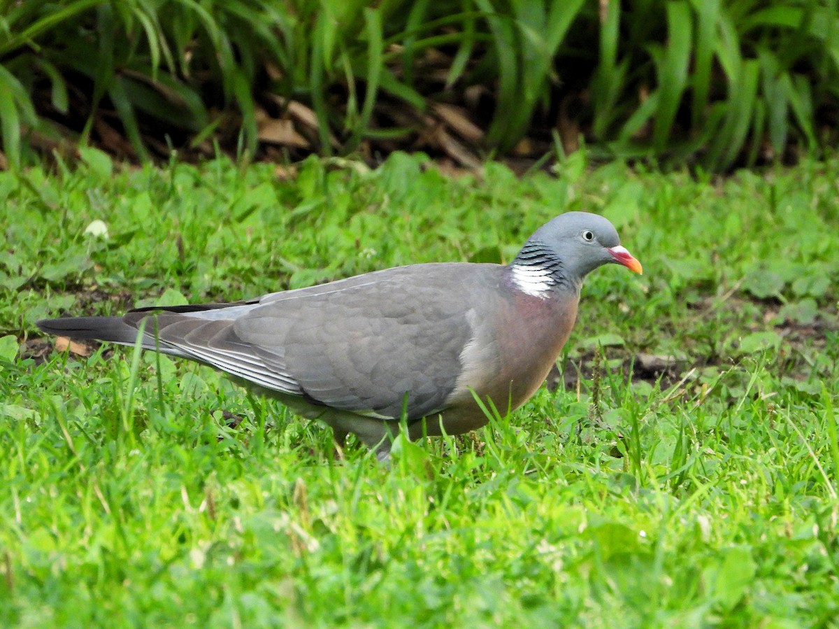 Common Wood-Pigeon - Teresa Cohen