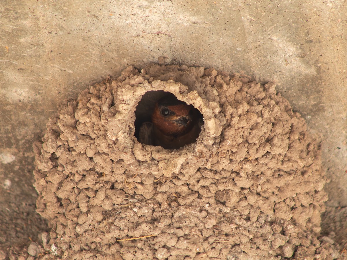 Cliff Swallow (melanogaster) - ML595280031