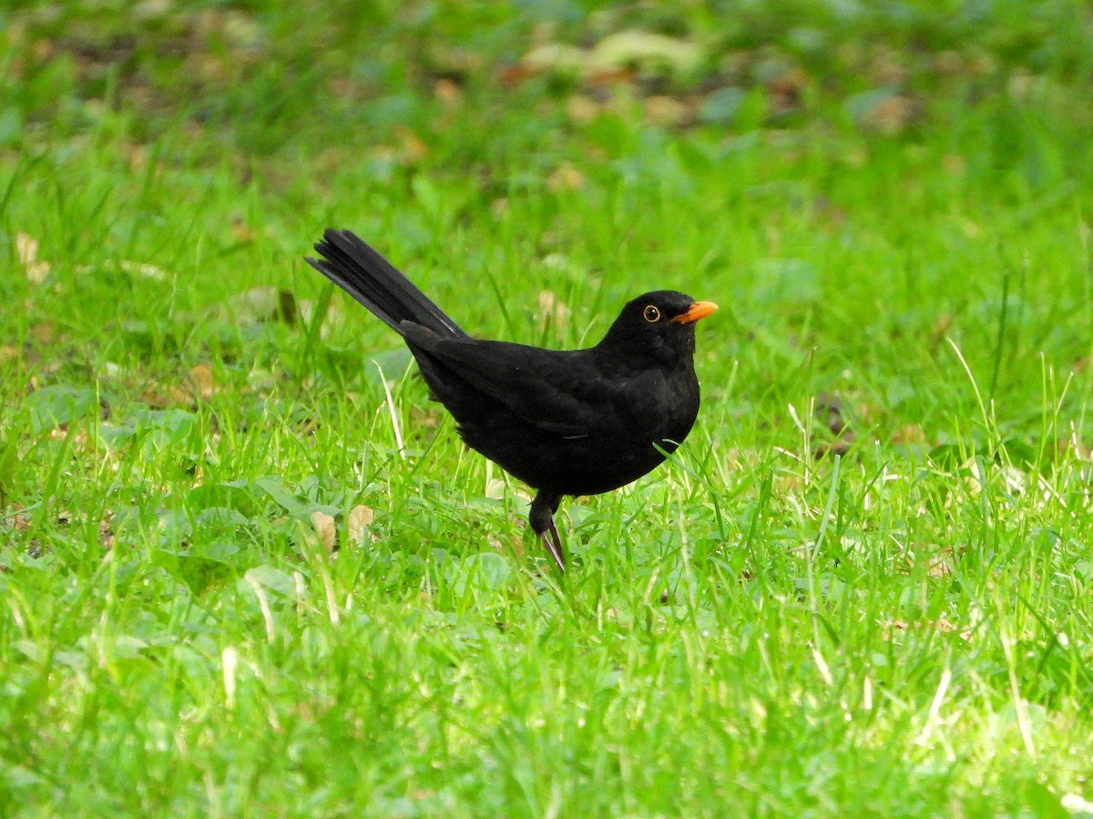 Eurasian Blackbird - Teresa Cohen