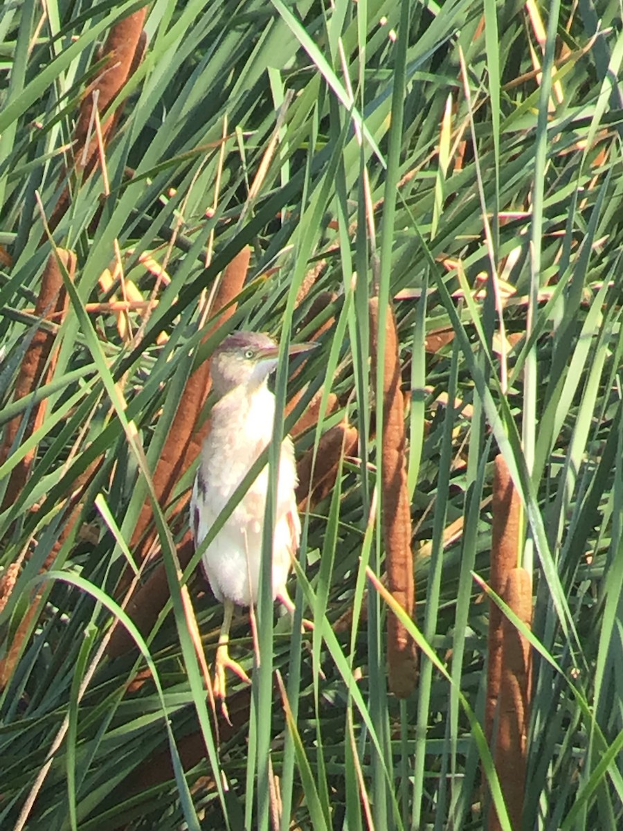 Least Bittern - ML595280401