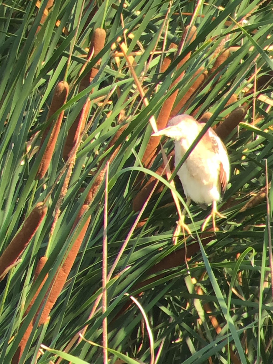 Least Bittern - ML595280421