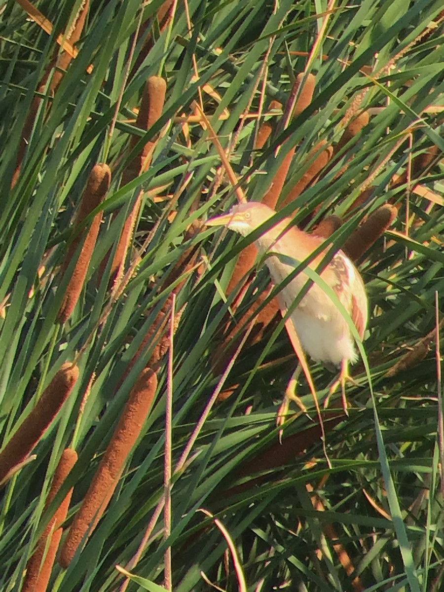 Least Bittern - ML595280431