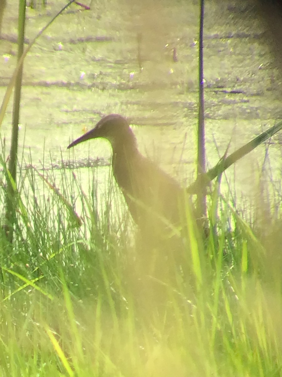 Virginia Rail - ML595280841