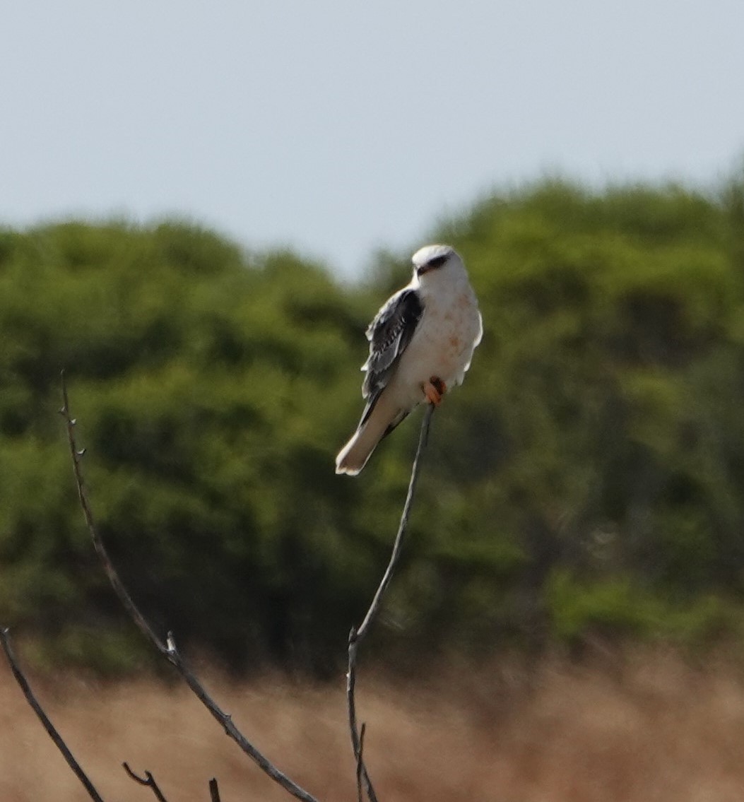 White-tailed Kite - ML595281411