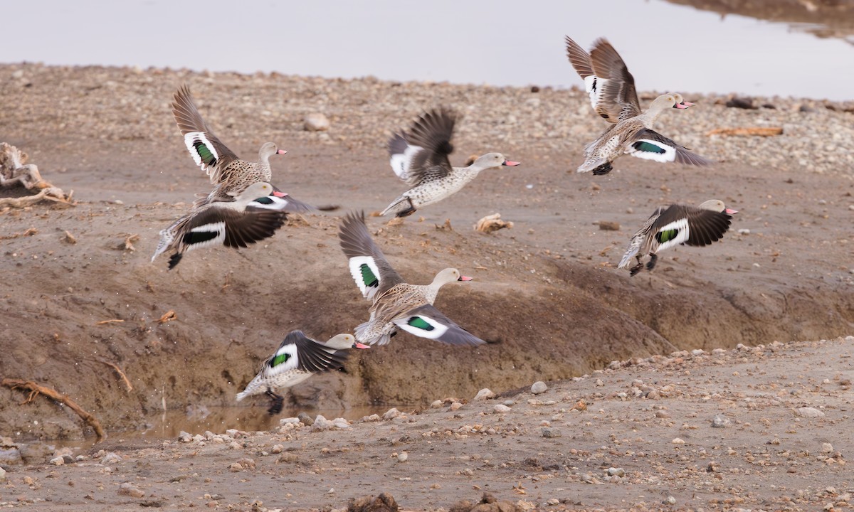 Cape Teal - Steve Kelling