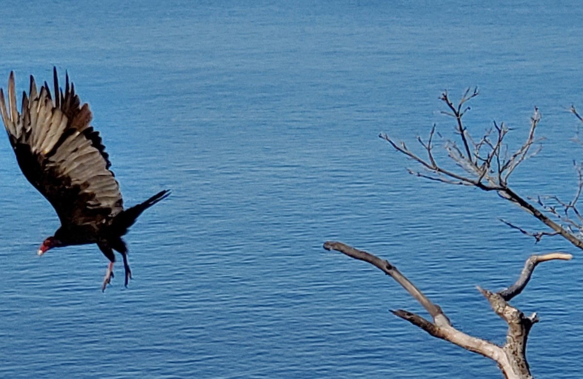 Turkey Vulture - ML595284231