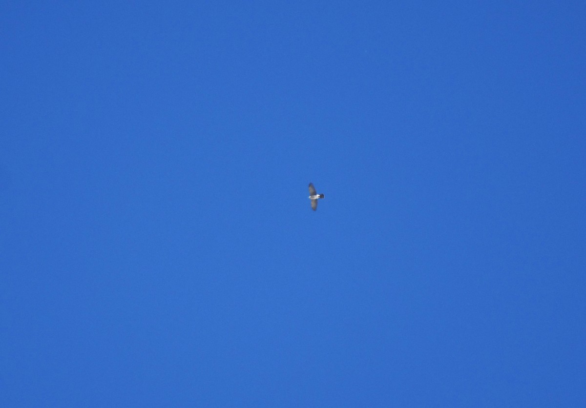 Sharp-shinned/Cooper's Hawk - Colin Maguire