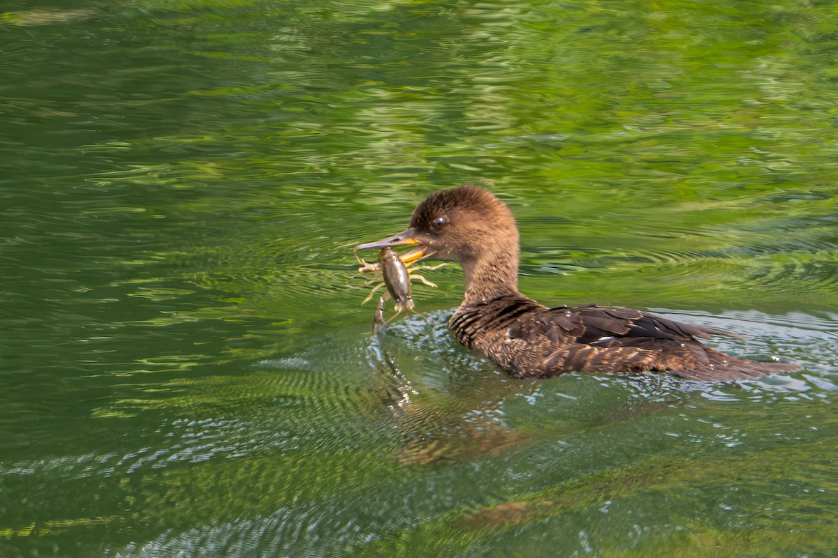 Hooded Merganser - ML595285931