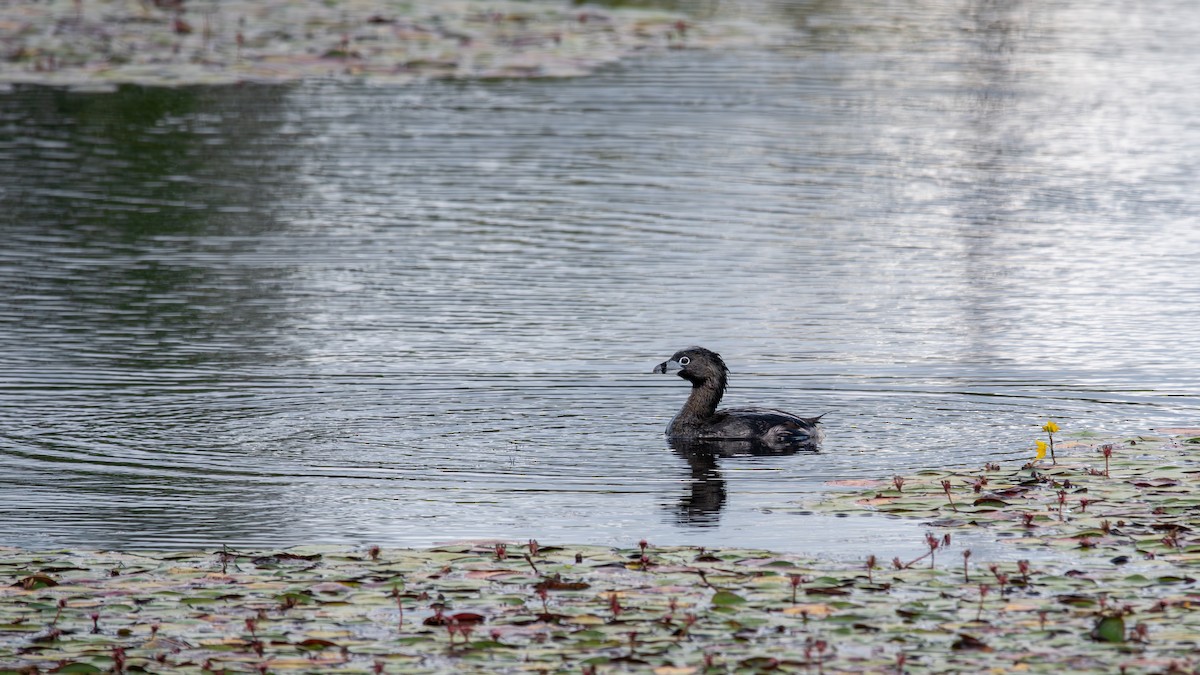 Pied-billed Grebe - ML595286181