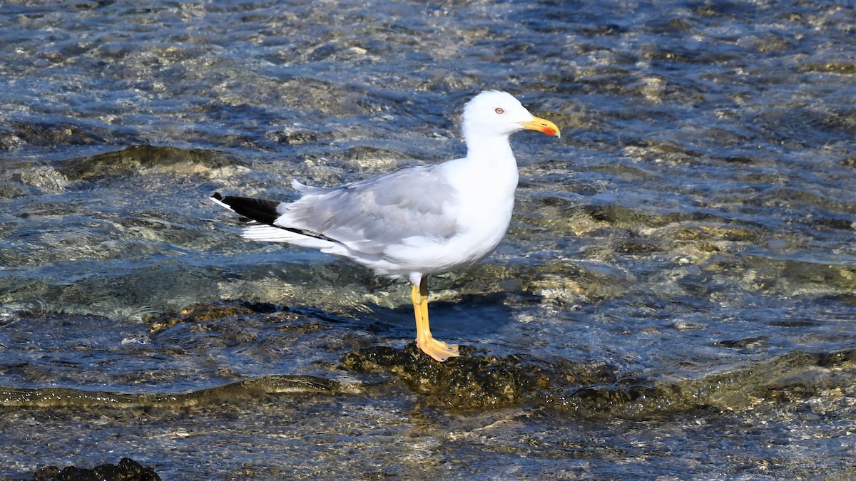 Yellow-legged Gull - Viorel-Ilie ARGHIUS