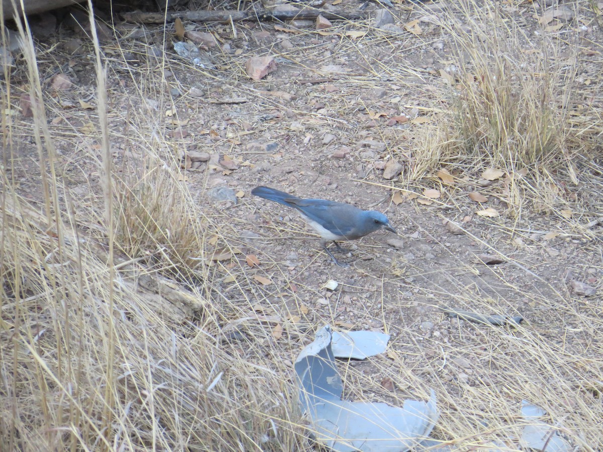 Mexican Jay - ML595286631