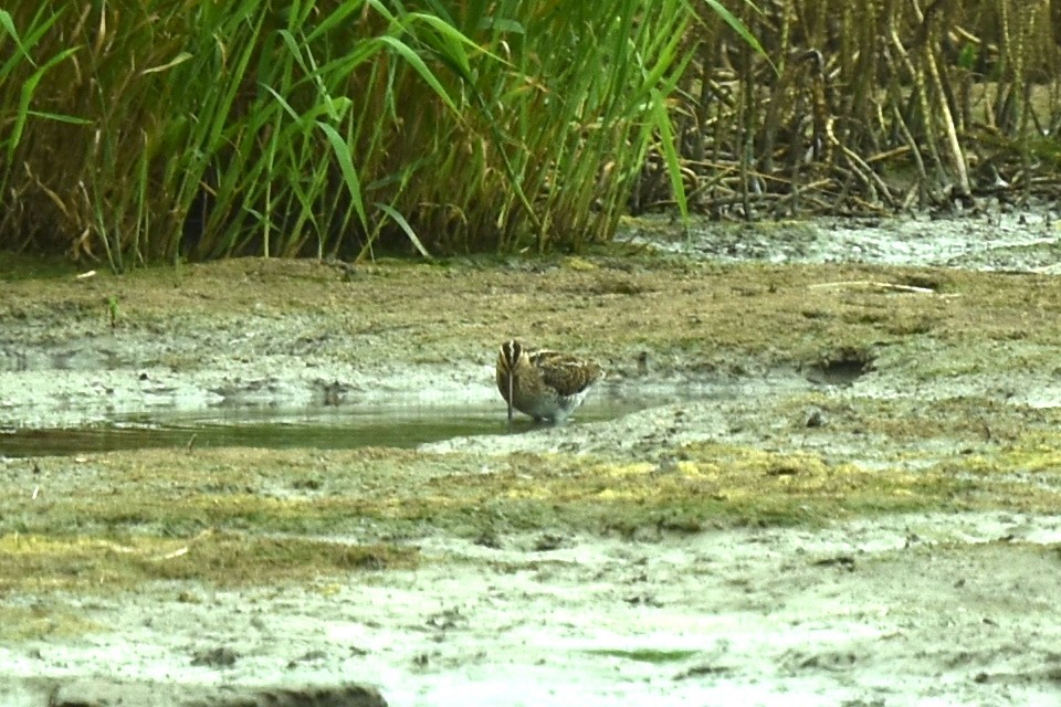 Common Snipe - Blair Whyte