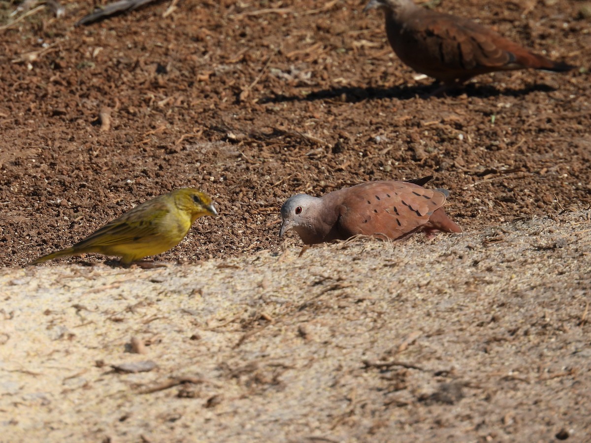 Saffron Finch - ML595287441