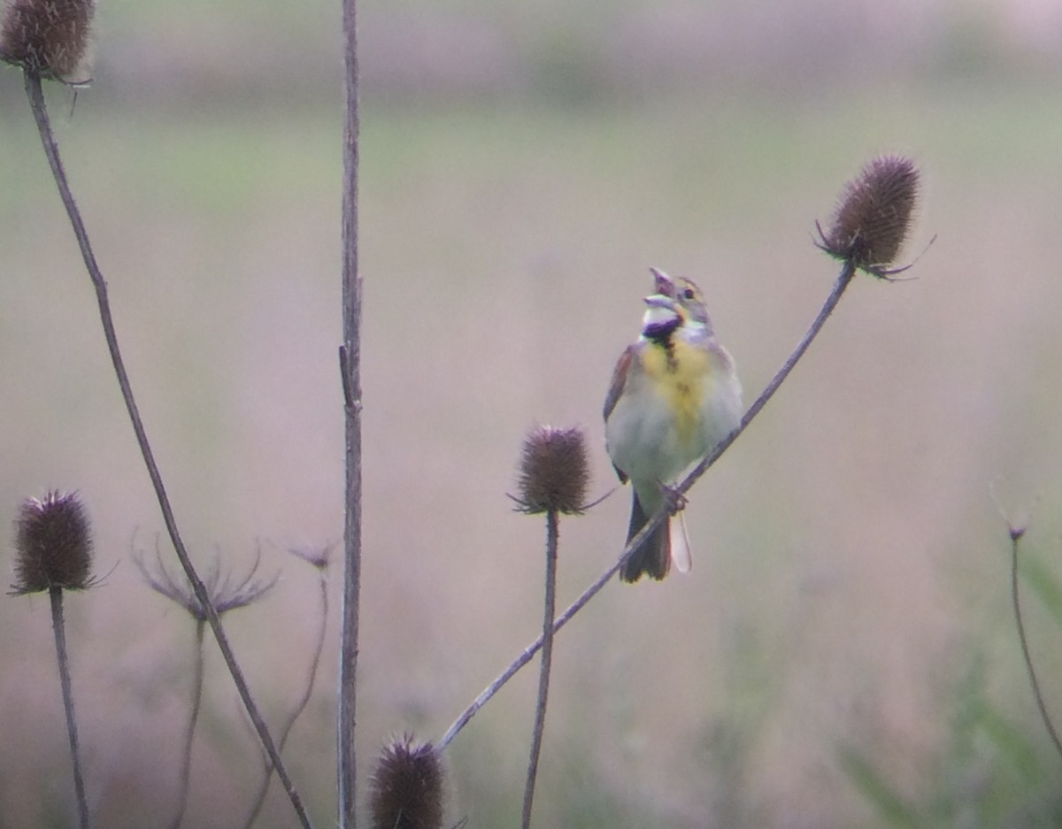 Dickcissel - Tim Healy