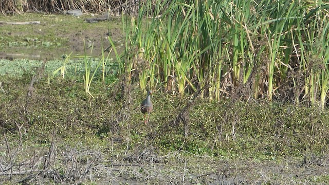 Giant Wood-Rail - ML595290391