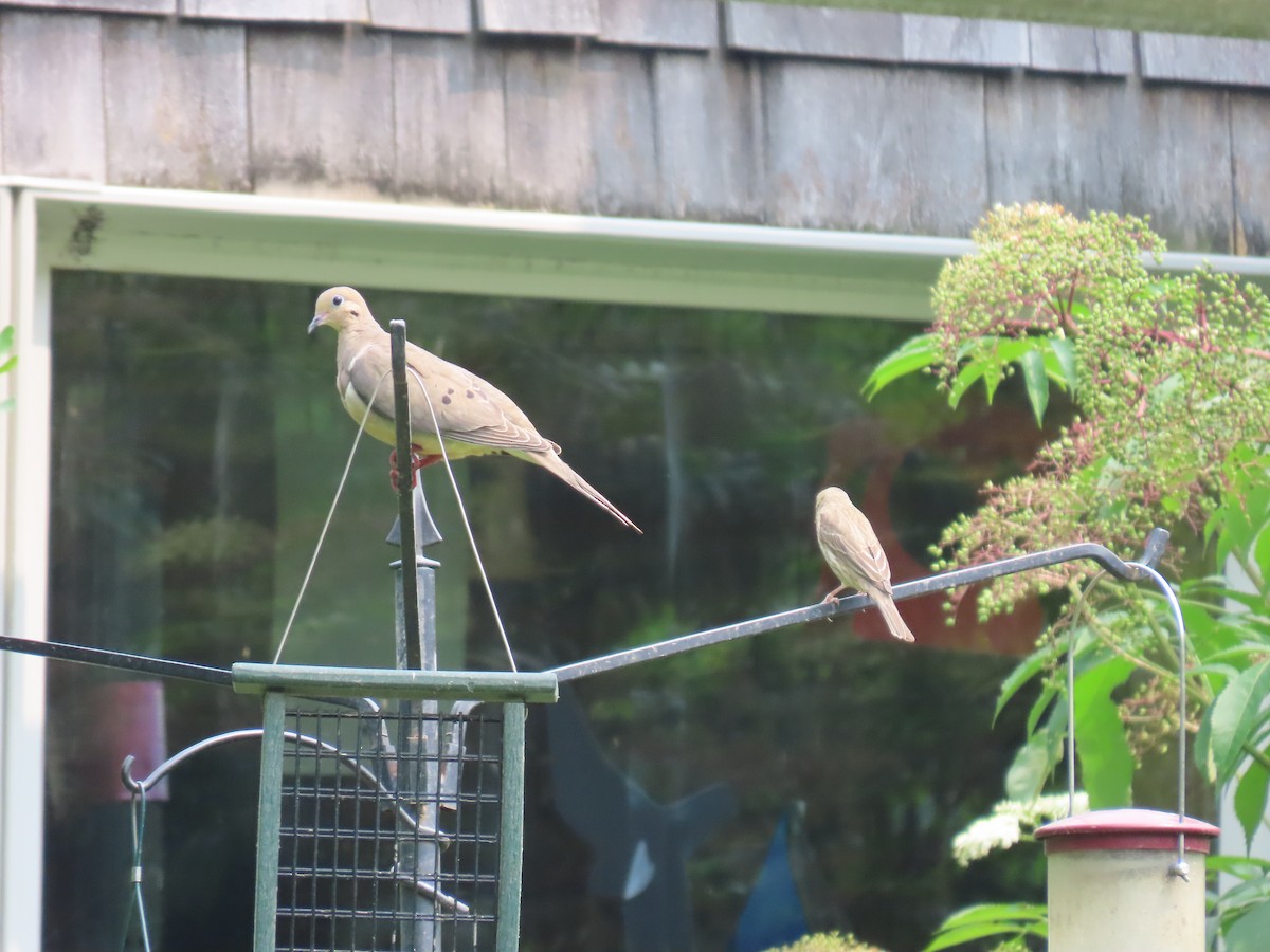 Mourning Dove - ML595290431