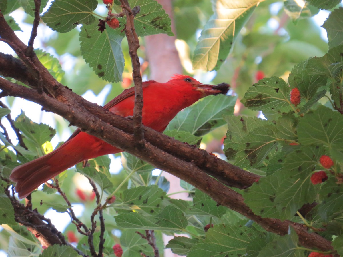 Summer Tanager - ML595290651