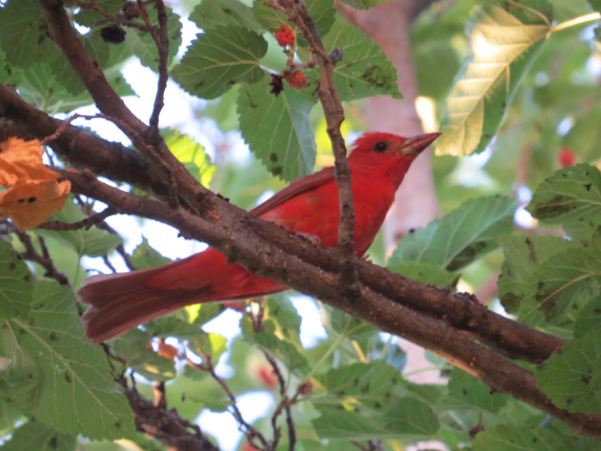 Summer Tanager - Jesus  Atondo