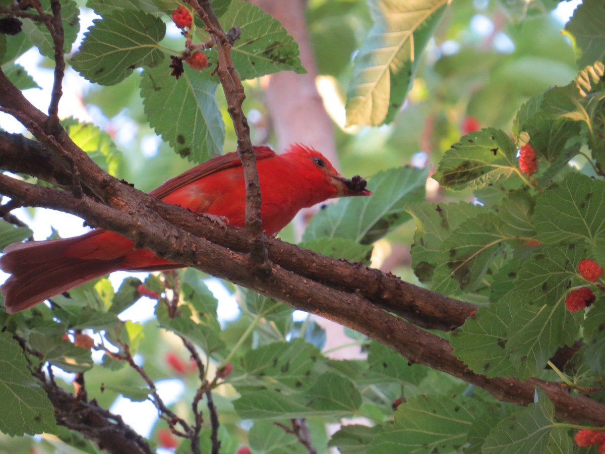 Summer Tanager - ML595290751