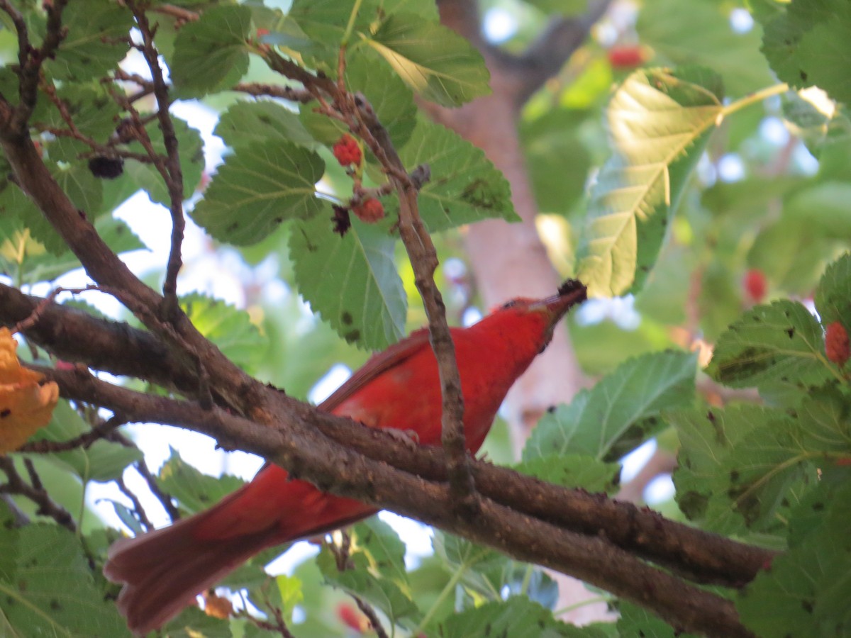 Summer Tanager - ML595290801