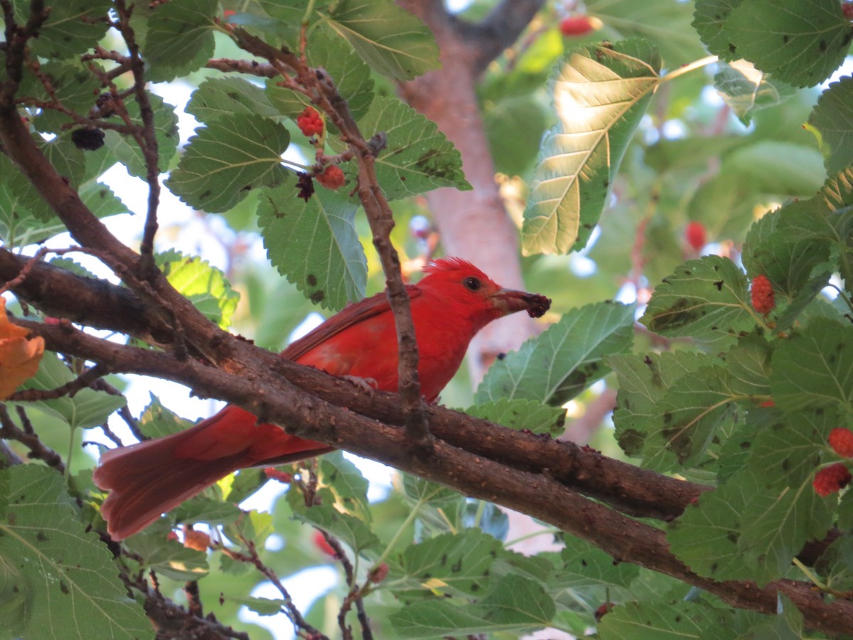 Summer Tanager - ML595290831