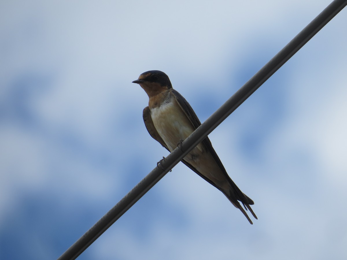 Golondrina Común - ML595291081