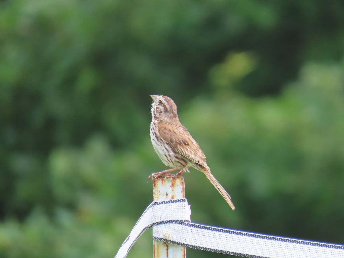 Song Sparrow - ML595291231