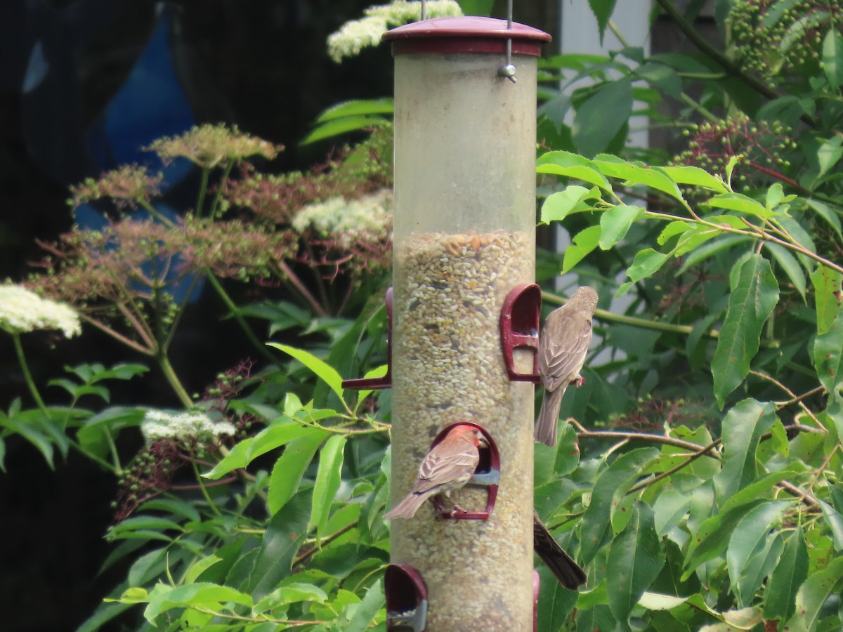 House Finch - ML595291921